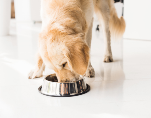 LP - Case Study - Leading Dog Food Company Easily Supports Growth with Flexible Last-Mile Deliveries (1)